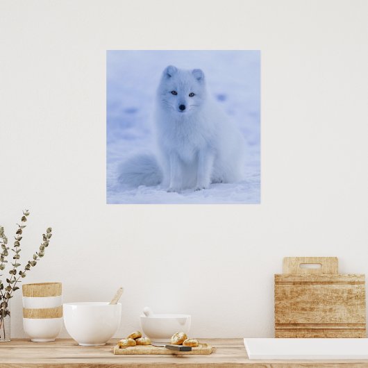 Gorgeous Arctic Fuchs Poster (Küche)