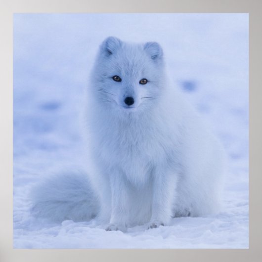 Gorgeous Arctic Fuchs Poster (Vorne)