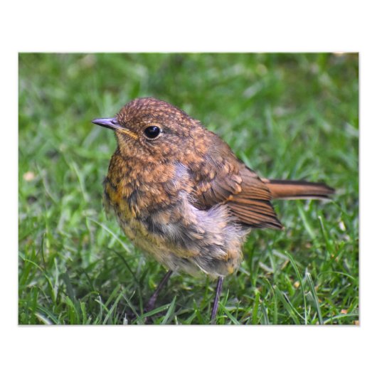 Gorgeous Baby Robin Fotodruck (Vorne)