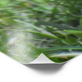 Gorgeous Baby Robin Fotodruck (Ecke)