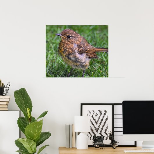 Gorgeous Baby Robin Poster (Heimbüro)