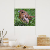 Gorgeous Baby Robin Poster (Küche)
