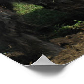 Gorgeous Belted Galloway Steer Beltie Poster (Ecke)