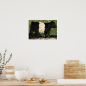 Gorgeous Belted Galloway Steer Beltie Poster (Küche)