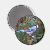 Gorgeous Blue Jay Magnet (Vorderseite/Rückseite)