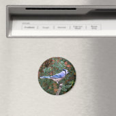 Gorgeous Blue Jay Magnet (In Situ (Geschirrspüler))