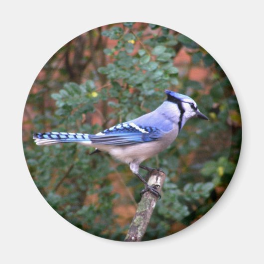 Gorgeous Blue Jay Magnet (Vorne)