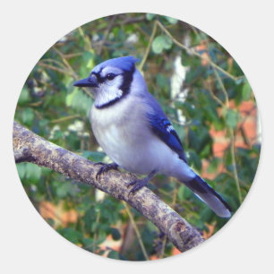 Gorgeous Blue Jay Runder Aufkleber