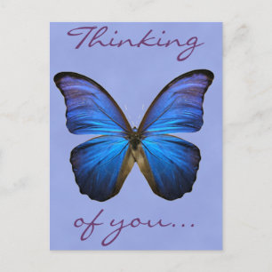 Gorgeous Blue Morpho Butterfly Postkarte