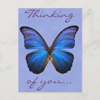 Gorgeous Blue Morpho Butterfly Postkarte