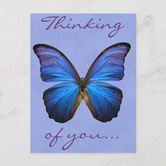 Gorgeous Blue Morpho Butterfly Postkarte (Vorderseite)