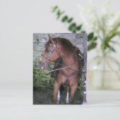 Gorgeous Brown Horse Postkarte (Stehend Vorderseite)