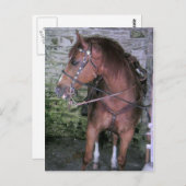 Gorgeous Brown Horse Postkarte (Vorne/Hinten)