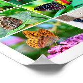 Gorgeous Butterflies Collage, 9 Fotos Poster (Ecke)