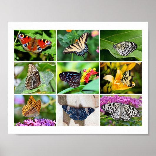 Gorgeous Butterflies Collage, 9 Fotos Poster (Vorne)