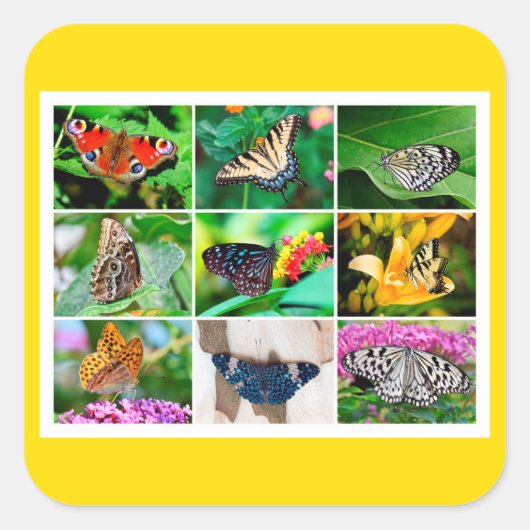 Gorgeous Butterflies Collage, 9 Fotos Quadratischer Aufkleber (Vorderseite)