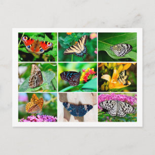 Gorgeous Butterflies Collage Postcard Postkarte