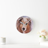 GORGEOUS COLLIE RUNDE WANDUHR (Zuhause)