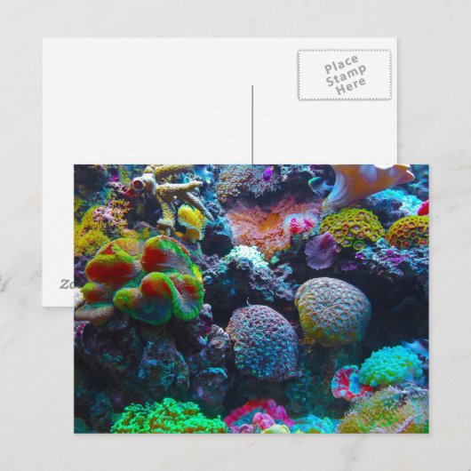 Gorgeous Coral Reef Postkarte (Vorne/Hinten)