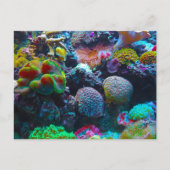Gorgeous Coral Reef Postkarte (Vorderseite)