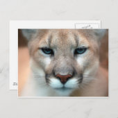 GORGEOUS COUGAR POSTKARTE (Vorne/Hinten)