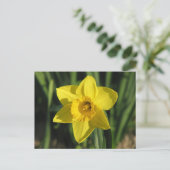 Gorgeous Daffodil Postkarte (Stehend Vorderseite)