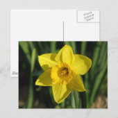 Gorgeous Daffodil Postkarte (Vorne/Hinten)
