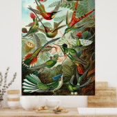 Gorgeous Ernst Haeckel Hummingbirds Poster (Küche)