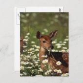 Gorgeous Fawn Postkarte (Vorne/Hinten)