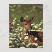 Gorgeous Fawn Postkarte (Vorderseite)