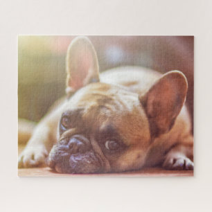 Gorgeous french bulldog lying down puzzle