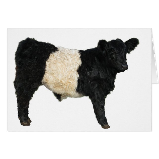 Gorgeous Galloway Steer Cutout (Vorderseite (Horizontal))