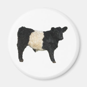 Gorgeous Galloway Steer Cutout Magnet