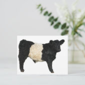 Gorgeous Galloway Steer Cutout Postkarte (Stehend Vorderseite)