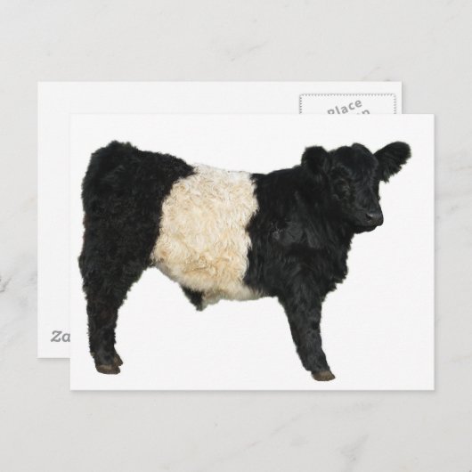 Gorgeous Galloway Steer Cutout Postkarte (Vorne/Hinten)