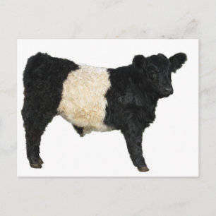 Gorgeous Galloway Steer Cutout Postkarte