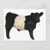 Gorgeous Galloway Steer Cutout Postkarte (Vorderseite)