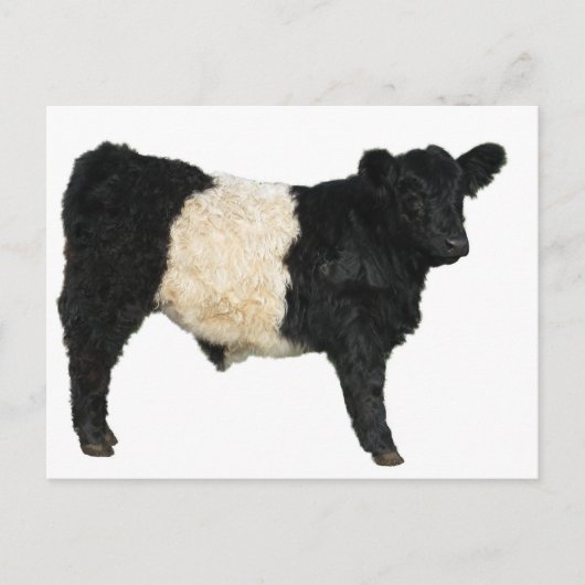 Gorgeous Galloway Steer Cutout Postkarte (Vorderseite)