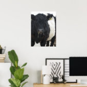 Gorgeous Galloway Steer Eating Hay Poster (Heimbüro)
