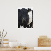 Gorgeous Galloway Steer Eating Hay Poster (Küche)