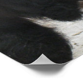 Gorgeous Galloway Steer Eating Hay Poster (Ecke)