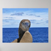 Gorgeous Gannet Poster (Vorne)