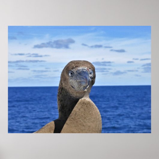 Gorgeous Gannet Poster (Vorne)