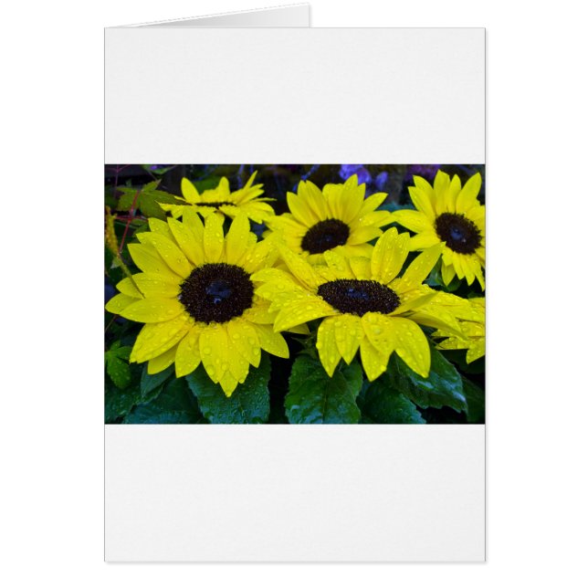 GORGEOUS GARDEN SUNFLOWERS (Vorne)