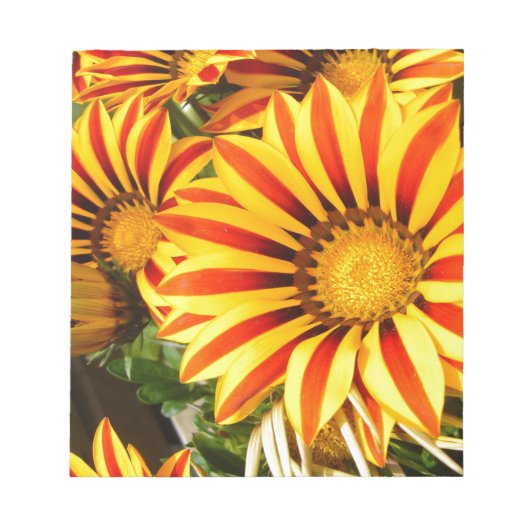 Gorgeous Gazania Notizblock (Vorderseite)