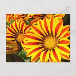 Gorgeous Gazania Postkarte