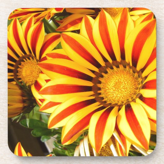 Gorgeous Gazania Untersetzer (Vorderseite)