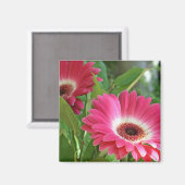 Gorgeous Gerbers Magnet (Vorderseite/Rückseite)