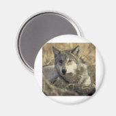 Gorgeous Gray Wolf Magnet (Vorderseite/Rückseite)