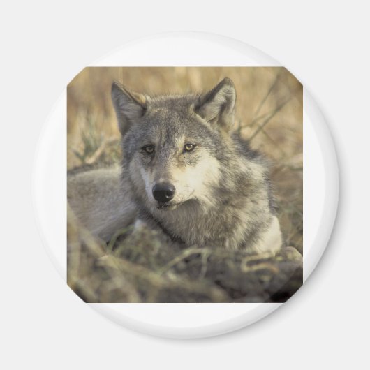 Gorgeous Gray Wolf Magnet (Vorne)